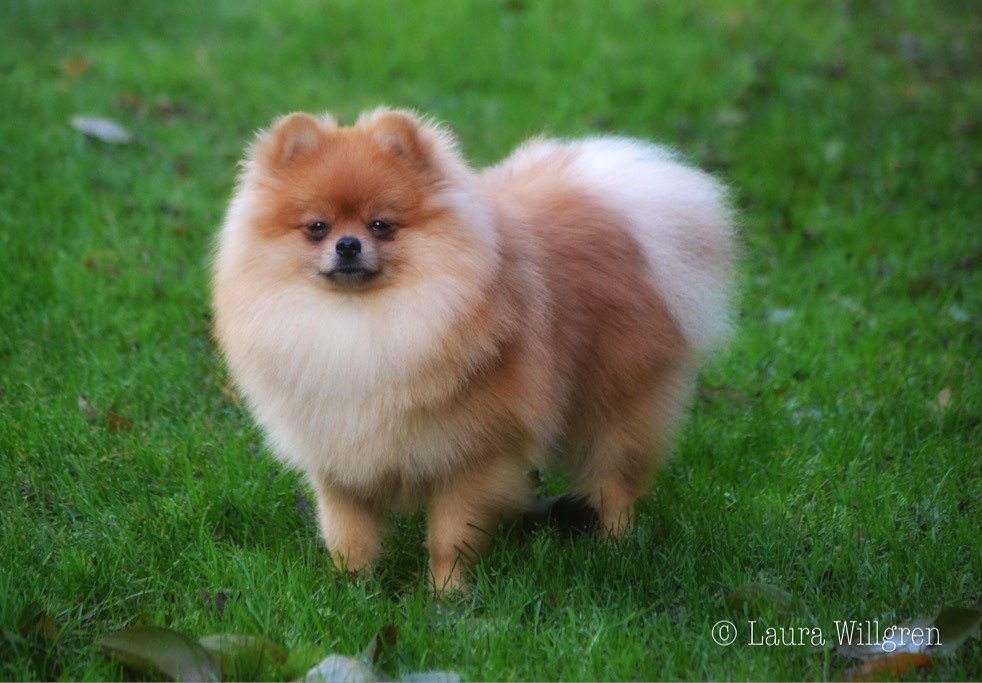 LauraWillg's tweet photo. Dogs are animals. Dogs wear fur, not clothes. #pomeranian #dogs #love https://t.co/HmYl8aj67d https://t.co/jdMr2bPGQO