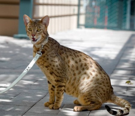 кошка домашний леопард сканворд 5 букв. кошка домашний леопард сканворд 5 букв. сервал саванна ф1. кошка домашний леопард сканворд 5 букв. оцелот (leopardus pardalis).