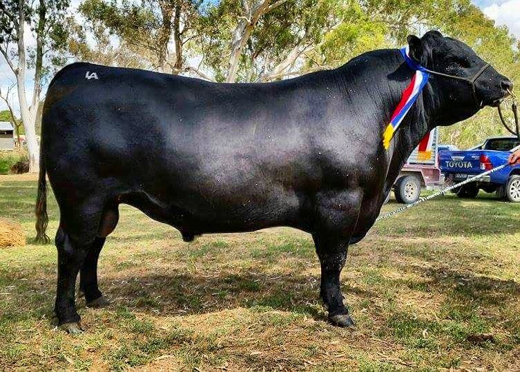 lanark_angus's tweet photo. Top way to finish the weekend and our last show for the season! Supreme champion went to Lanark Equator H4 https://t.co/9RKg5SG8Wv