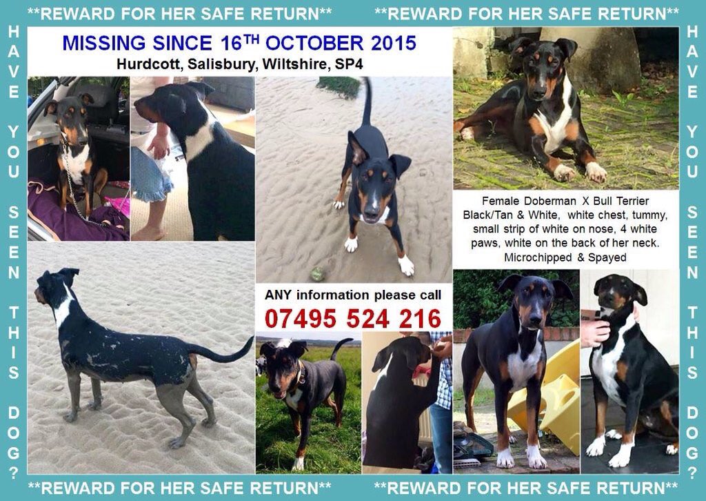 sparklecatcat's tweet photo. @pupaid pls RT @pipthered dog Nina was abused,rescued from Spain, happy &amp; now lost.Please help find her RT RT 💔 https://t.co/bFqCx1xY2B