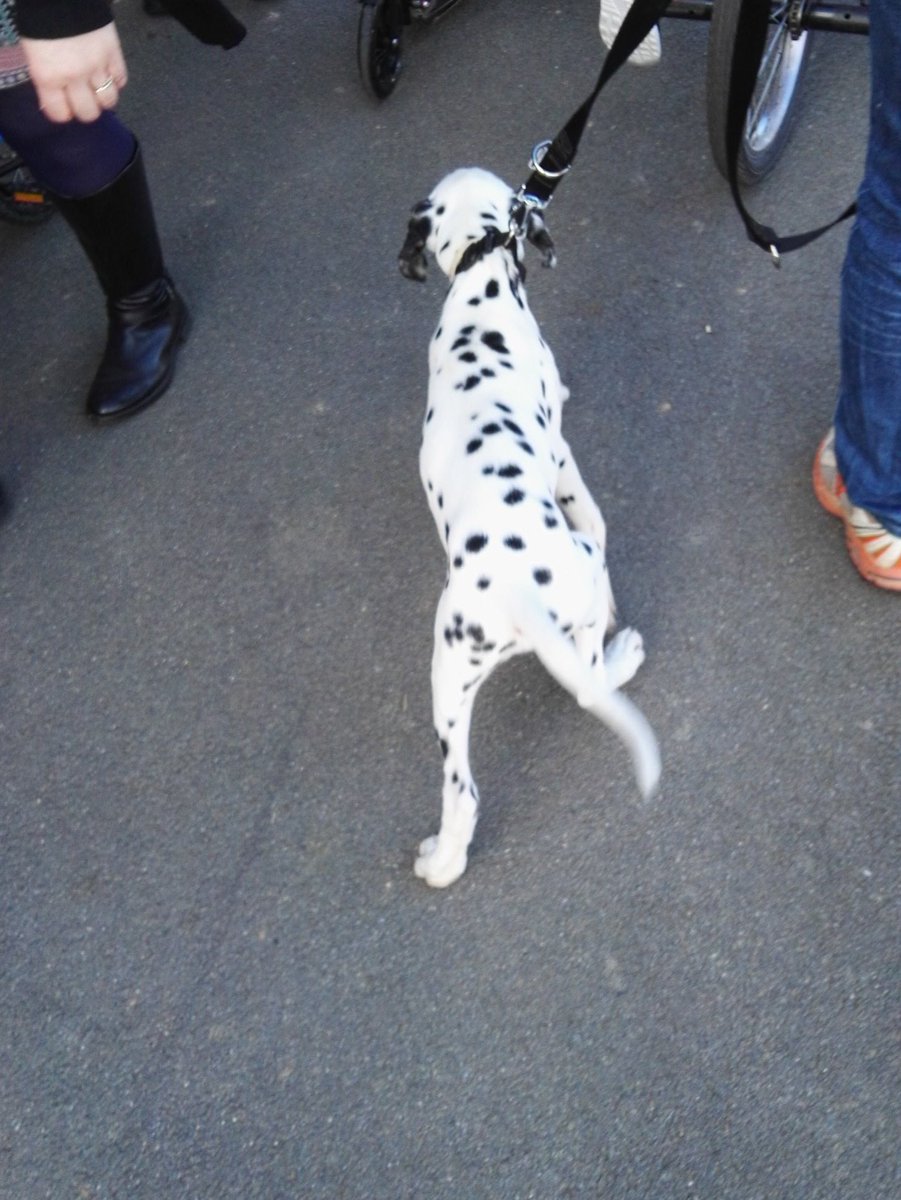 YoFuncky's tweet image. - Hey papa! c'est un bébé magicien !
- Non, c est un dalmatien ! #Enfant