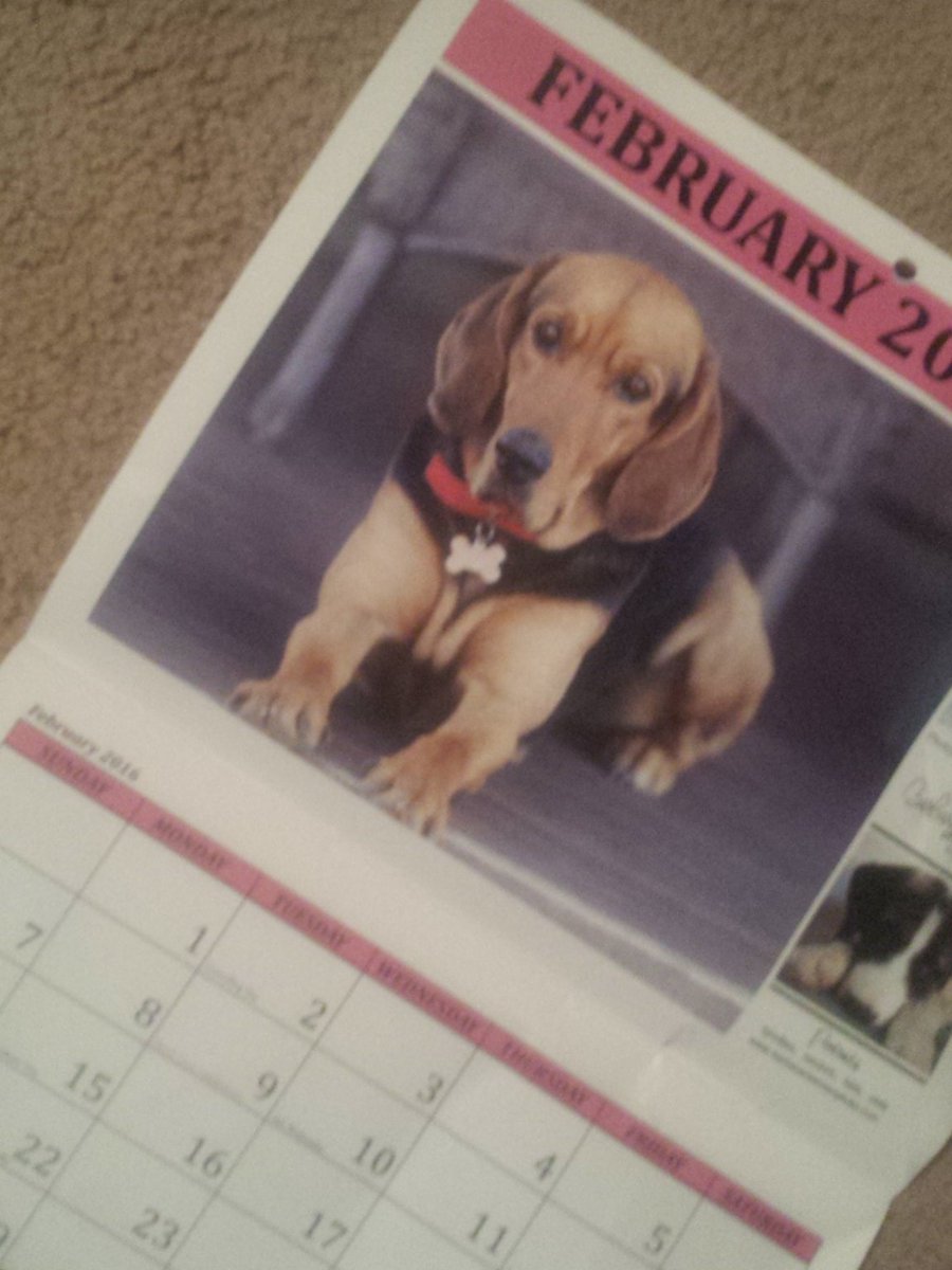 BarbPix's tweet photo. Support second chance center for animals @SCCAinFLG  buy their 2016 pet stars calendar https://t.co/2fYfH4BoeM