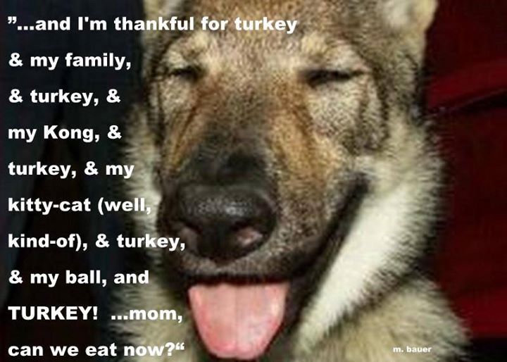 Just All Things Dog tweet media