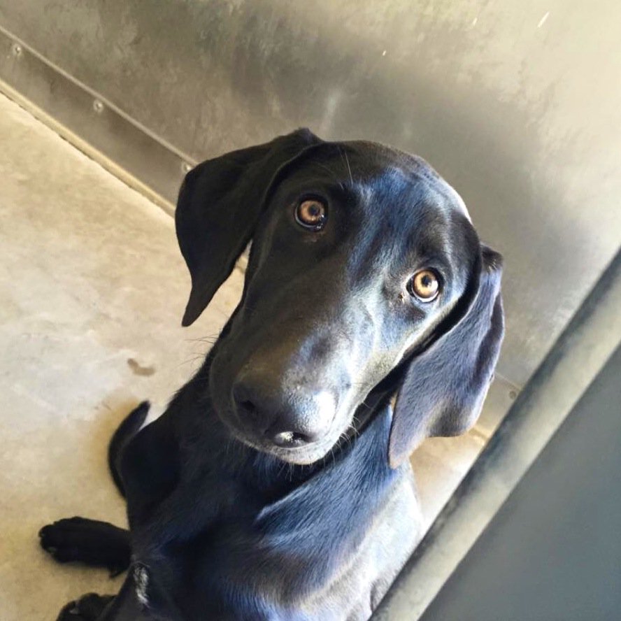 Rescue pets aren't 'bad' pets just very unlucky... Visit your local rescue centre today &amp; save a life :) #adopt