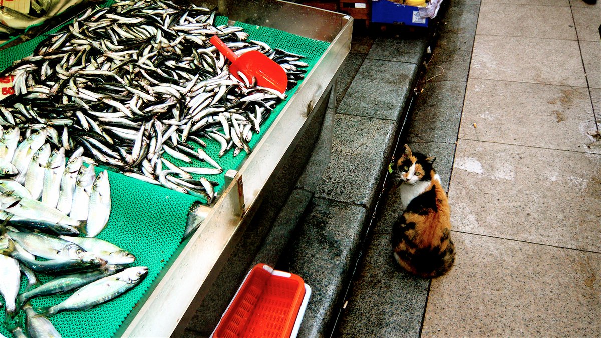 WeDropThing's tweet image. Cat Fish