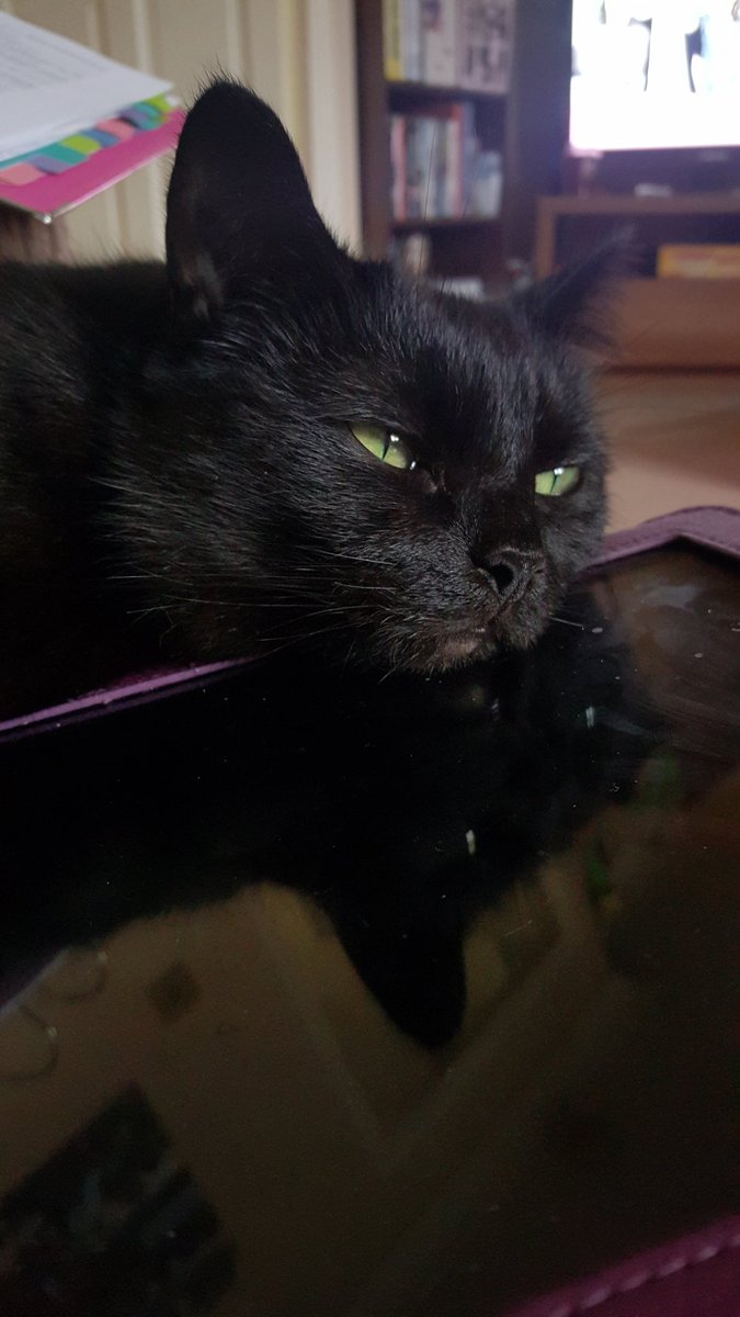 Luna_the_rescue's tweet photo. @tim_cook @AppleMusic @AppStore the many use of the Apple ipad #catreflection #pillow #snooze https://t.co/kYra6zwMFQ