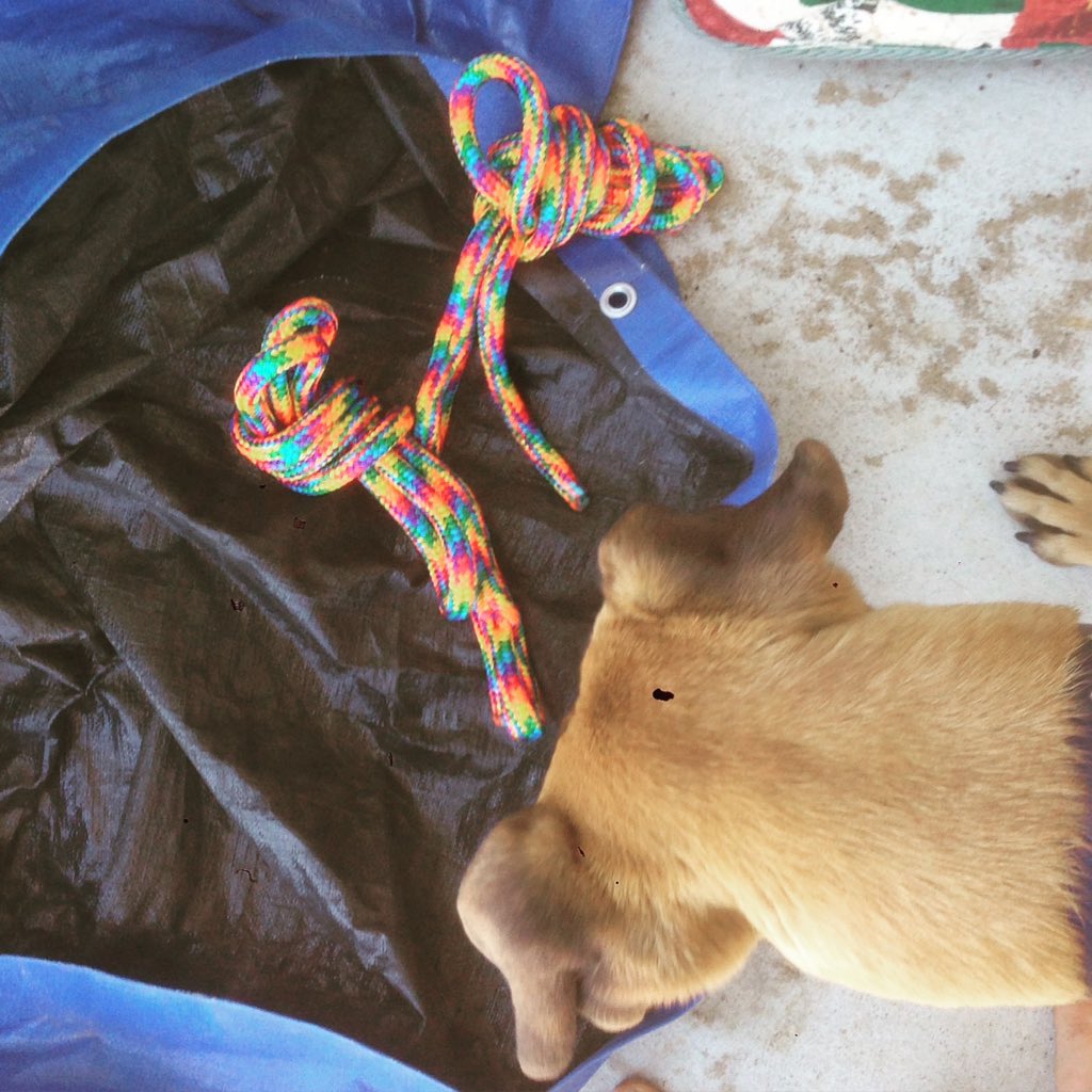 KaroselWA's tweet photo. #tango #relocating some #rainbowrope to her #hidingspot #greyhound #karoselequestrian #dogsoftwitter #aussiemade https://t.co/3EjdUh964Y