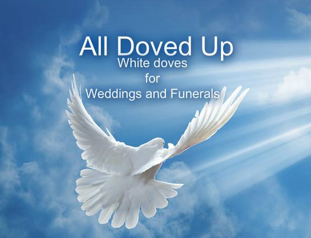 AllDovedUP's tweet photo. All doved up white dove release Newport South Wales, please RT help me build a following :) Thanks x https://t.co/cDFiyeUmaR