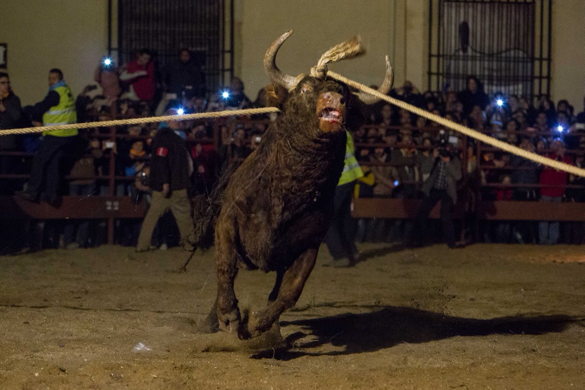 PartidoPACMA's tweet photo. La última víctima de Medinaceli. Los medios conocerán esta barbarie y presionaremos para que cese #NoalToroJubilo https://t.co/5bckog2x8S