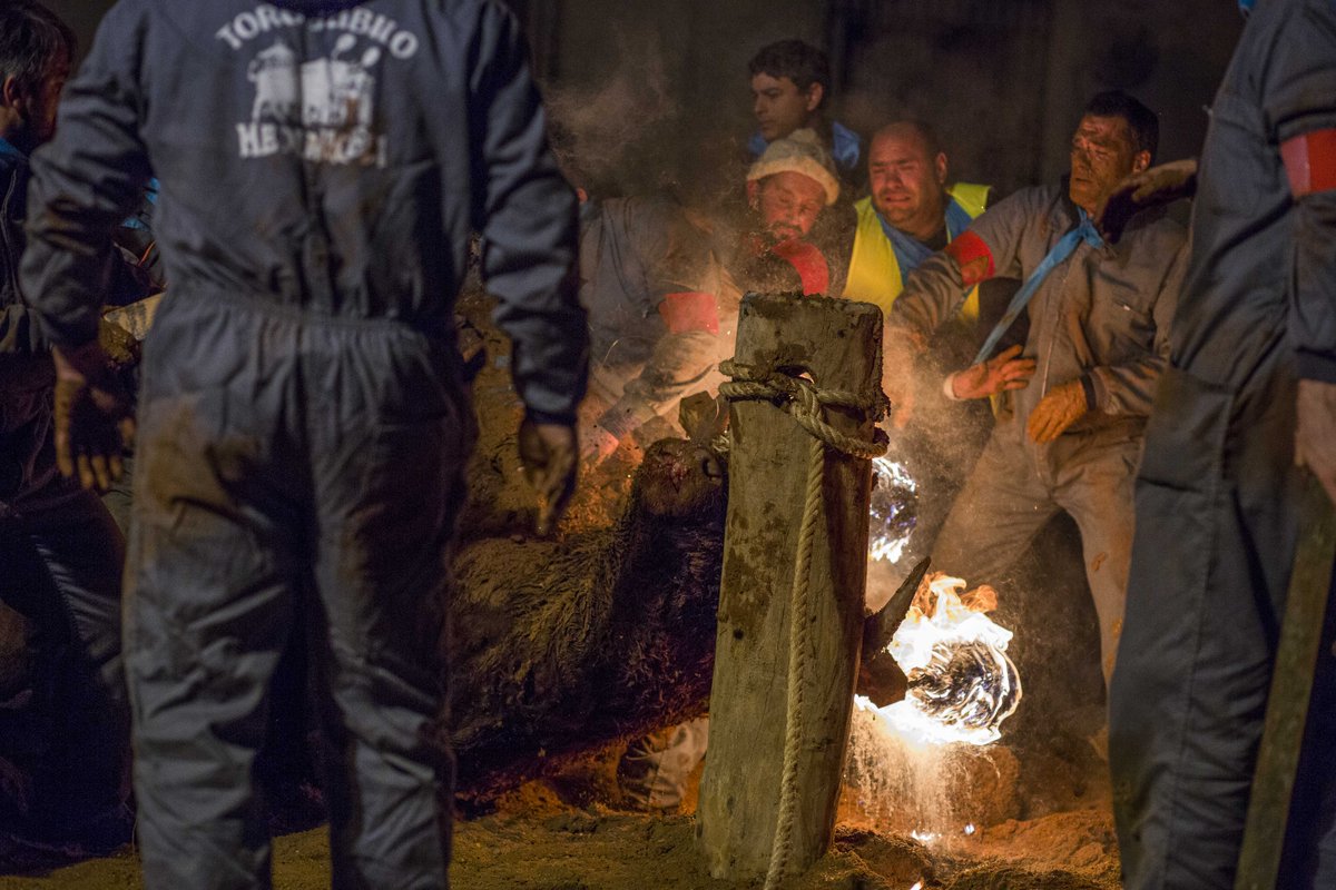 PartidoPACMA's tweet photo. La última víctima de Medinaceli. Los medios conocerán esta barbarie y presionaremos para que cese #NoalToroJubilo https://t.co/5bckog2x8S