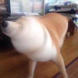 example's tweet photo. I want my latte to arrive like a shaking dog... 👌 https://t.co/gsND6ELTRX