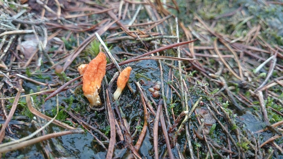Waar de meeste zwammen op organisch materiaal leven, leeft de #rupsendoder van poppen van grote nachtvlinders. #GLK