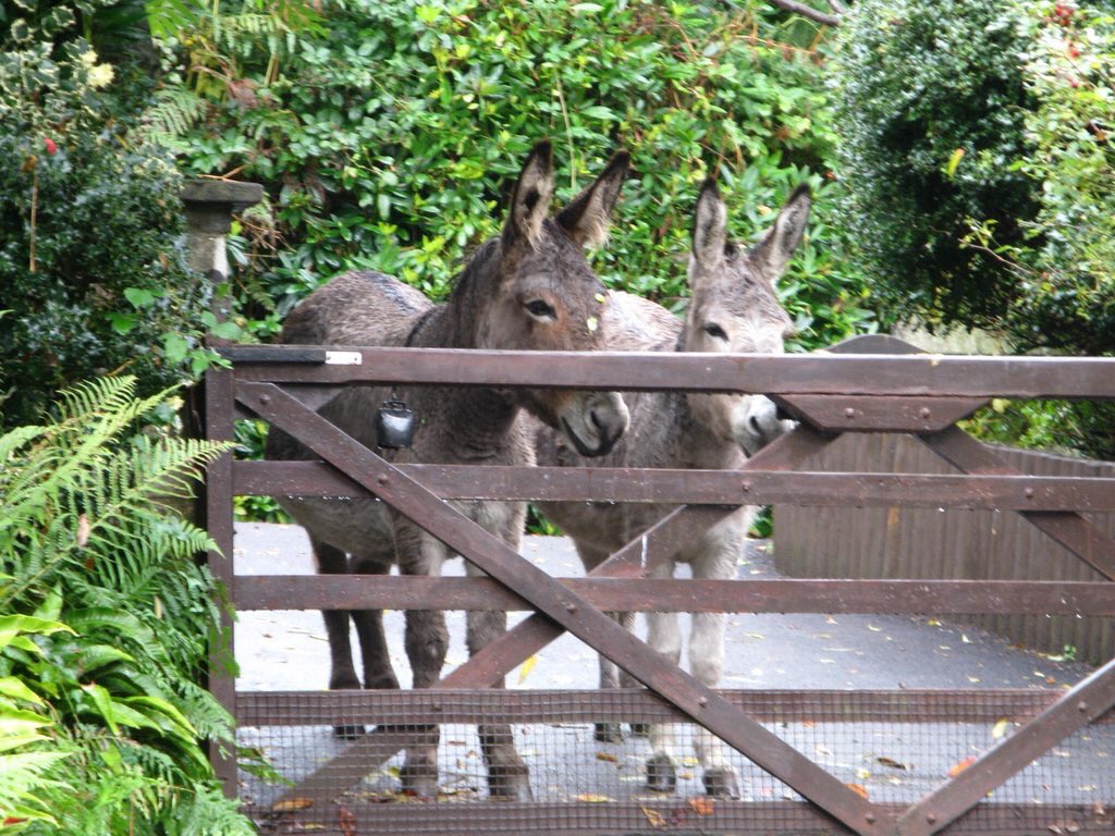 Obviously the #NewForest #Donkeys have heard about our #offer 3 nights for the price of 2! #winterbreak #3for2
