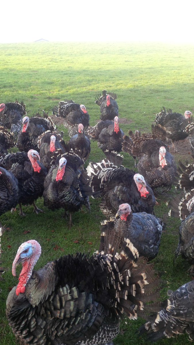 Order on line at stbridespoultry.co.uk #freerange #slowgrown #bronze #turkey