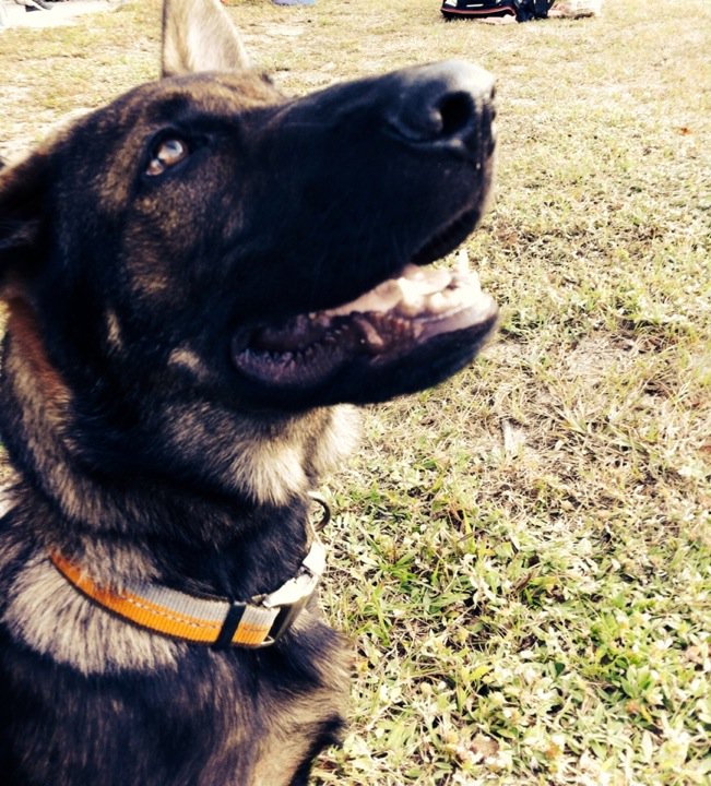 lyn_dowling's tweet photo. Max, a 4-month-old German shepherd dog from Cocoa, enjoys himself at #RocketManTri https://t.co/aOemKQvhrO