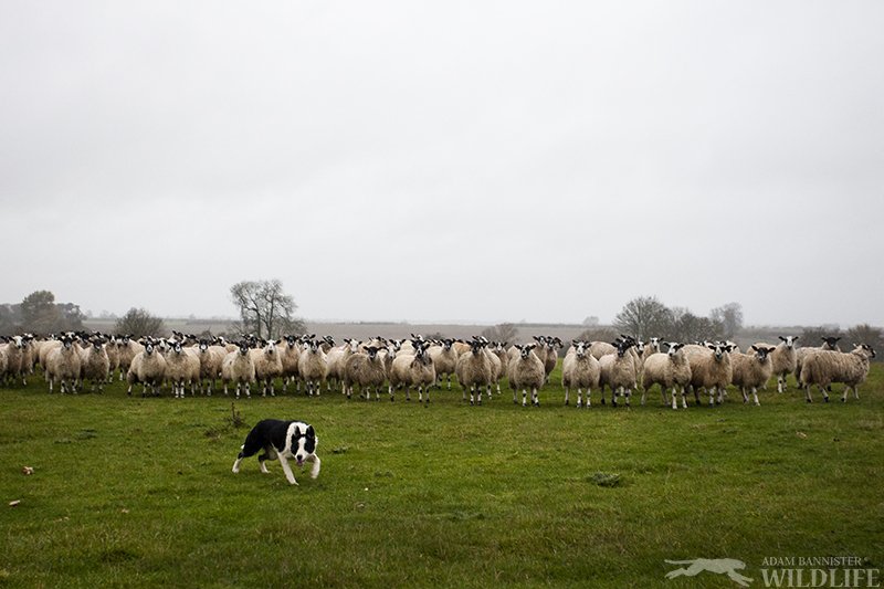 A privilege to watch #collies at work-  herding over 300 sheep in the english countryside