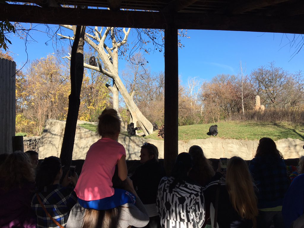 GorillaGuy's tweet photo. @detroitzoo Thanks to everyone that came out to learn more about Chimps today! #ChimpsRule #GreatApes https://t.co/cR2o9cWwJb