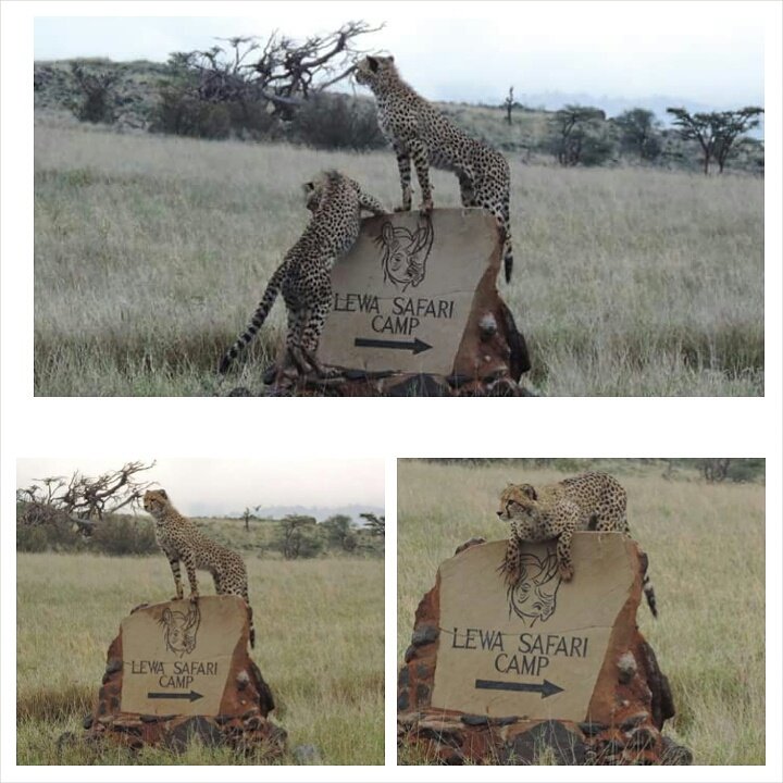 LewaConservancy's tweet photo. Wallace and Gromit are the welcoming committee at @LewaSafariCamp!

Pictures by Thomas Njogu

#cheetah #nature #fun https://t.co/sg9kafM7vk