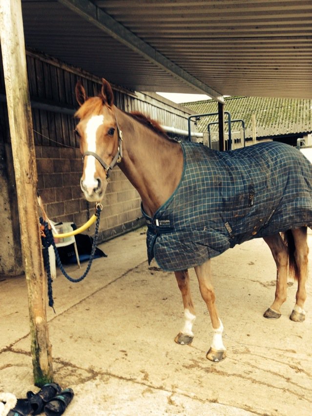 ZWEventing's tweet photo. GHS Calvaruise transformed today from a wooly mammoth into an event horse again! #defluffed #handsomeboy https://t.co/OGJROSZ8x9
