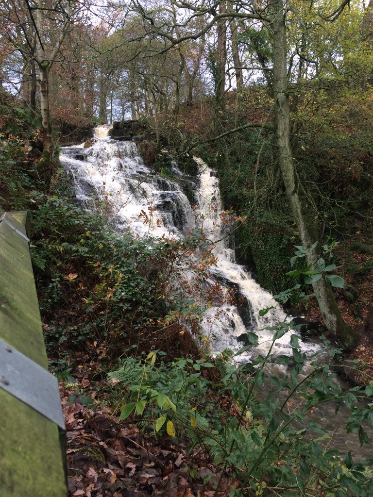 Bear Hunt Kirklees tweet media