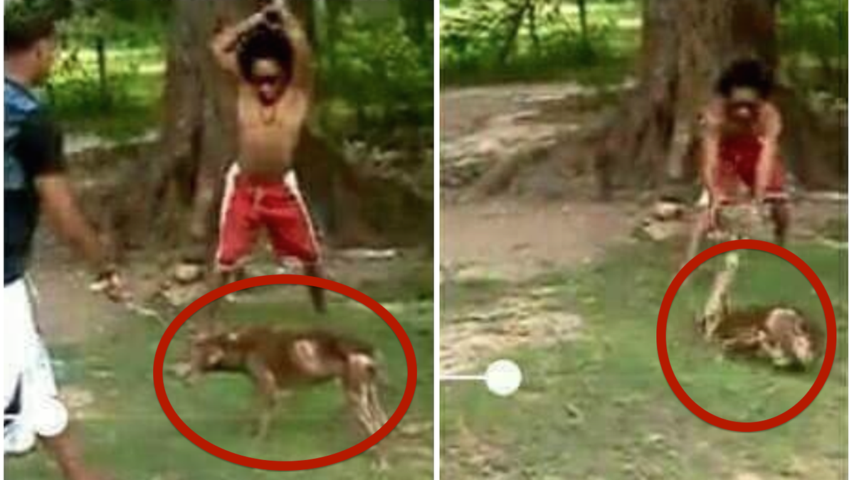 NewPetitions's tweet photo. Punish Mexican that pounded harmless dog with METAL PIPE repeatedly! https://t.co/hleFN2sI6I https://t.co/dOnR8ltOZz
