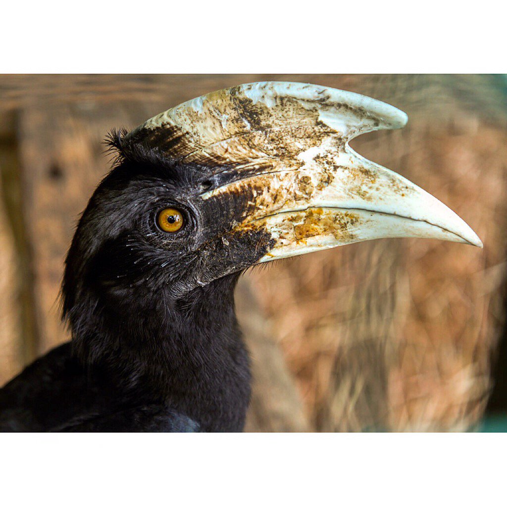 ATM🔸Capture (@amrithapa99) on Twitter photo 