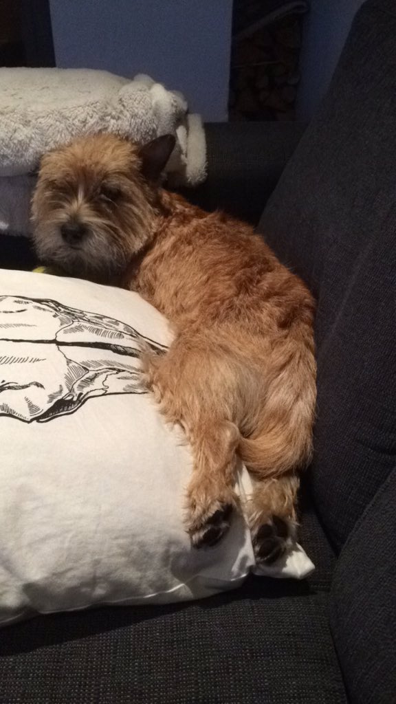 CathrineKetelse's tweet photo. #cutedog https://t.co/MDnBGmak93