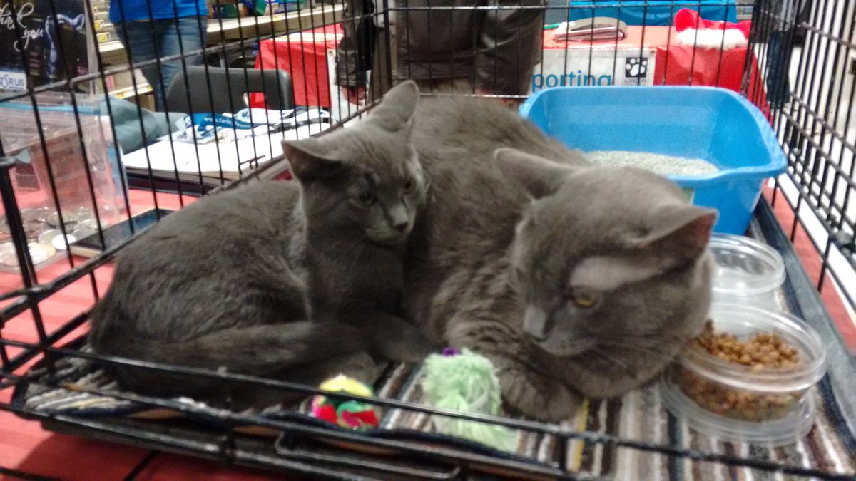 BelbeckSandra's tweet photo. Mom and baby ready to go home at Petsmart Fanshawe Pk Rd. Today $75.00 each https://t.co/cm7nqg4TL5