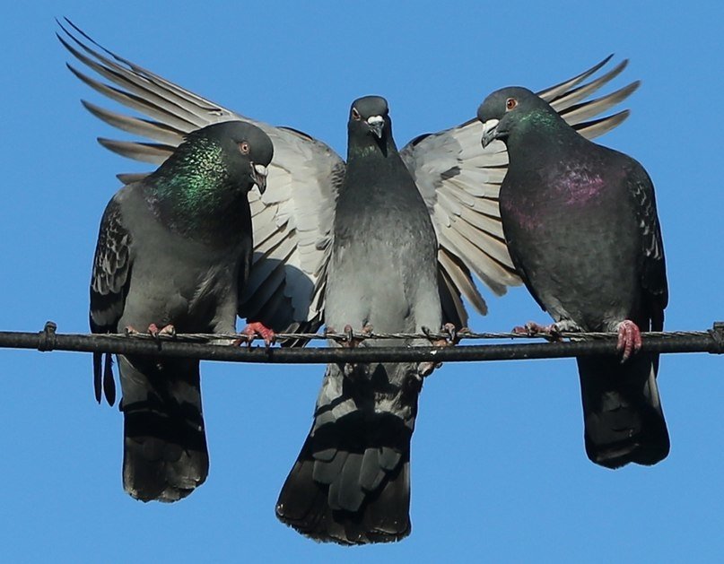 Баклажан голубь сизокрылый. Голубь обыкновенный фото. Горный голубь. Голубь зевает. Самка голубя.