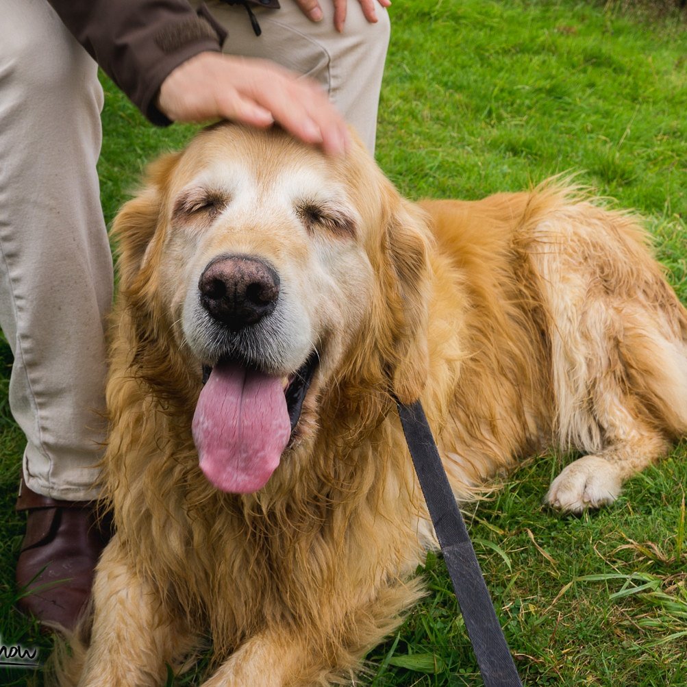 doggiely's tweet photo. He's an old lad, but he still loves days out 🐶 #dogsoftwitter https://t.co/XfRWFYqy86