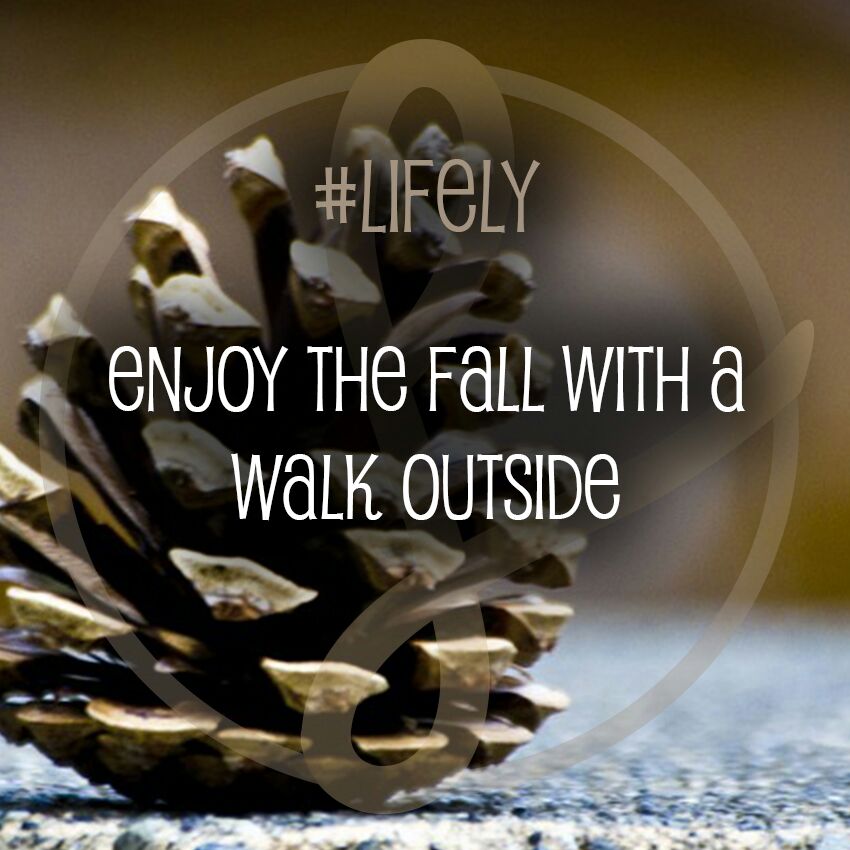 Prefect001's tweet photo. We love it! 🍁🍃🍂🌿🌰
#nature #fall #enjoy #mood #pinecone #walk #time #outside #season #atmosphere  #like4like https://t.co/MVZLT0z8mB