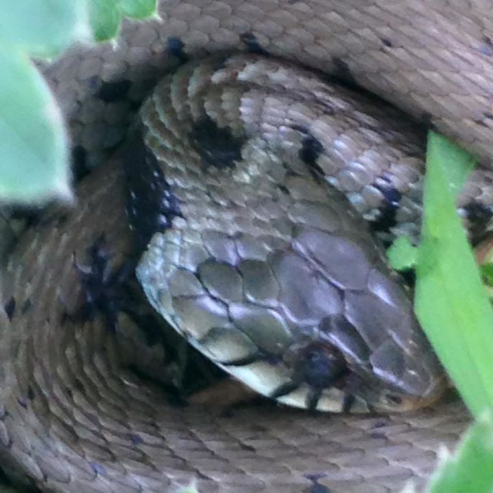 ThePoplarsDevon's tweet photo. Found a grass snake in the garden today, amazing what shows up when you stop using slug pellets! https://t.co/1Lmgp2lE3R