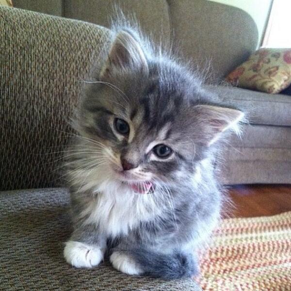 SoCuteKittens's tweet photo. ohhh. such a charmer! https://t.co/QykK875Hpr