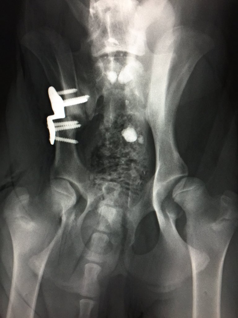 acanadillas1's tweet photo. #perro cachorro operado de #DPO con placa #Fixin para el tratamiento precoz de la displasia de cadera en @agatameus https://t.co/JIG8qgHKz2