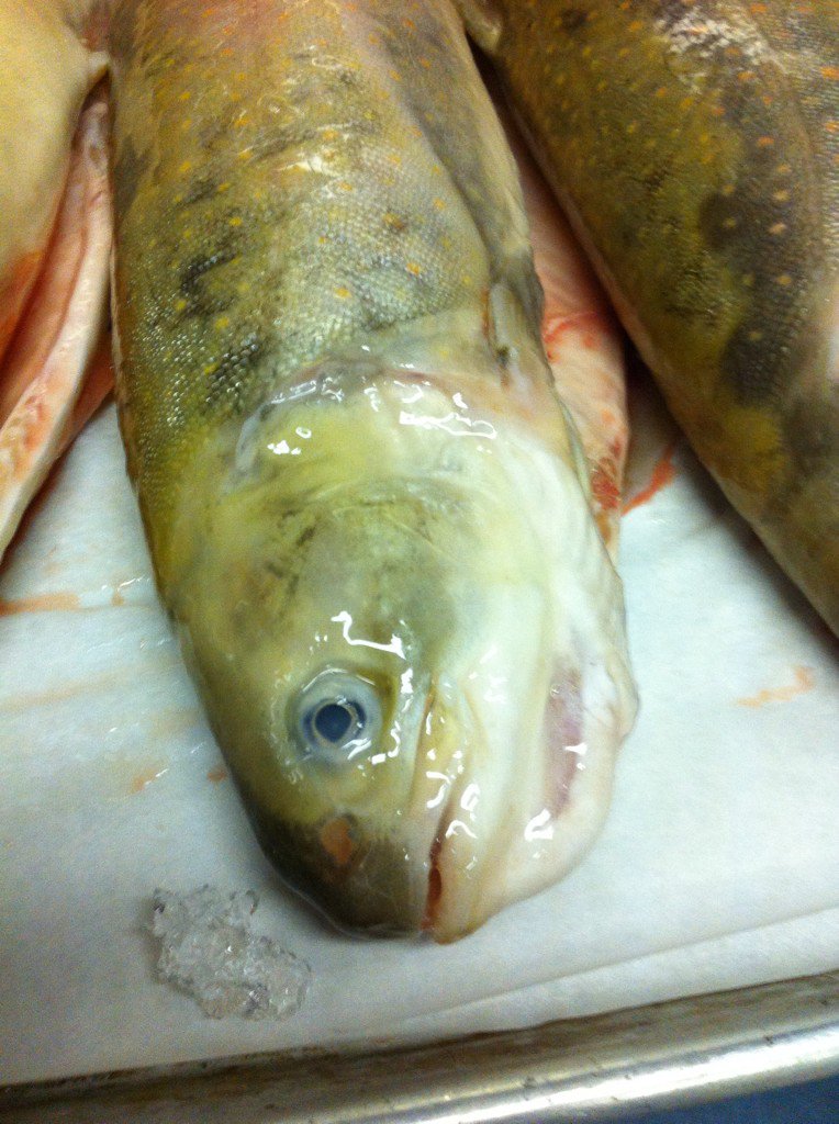 nedbell's tweet photo. @Road17Char Sunday morning prep with my fav char! @FSVancouver @thefishcounter cooking class tomorrow @cookculture https://t.co/oaY6dM5kSd