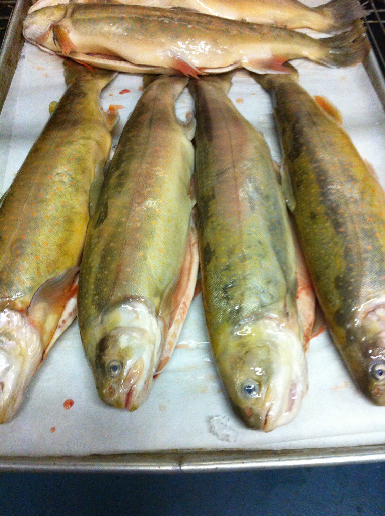 nedbell's tweet photo. @Road17Char Sunday morning prep with my fav char! @FSVancouver @thefishcounter cooking class tomorrow @cookculture https://t.co/oaY6dM5kSd