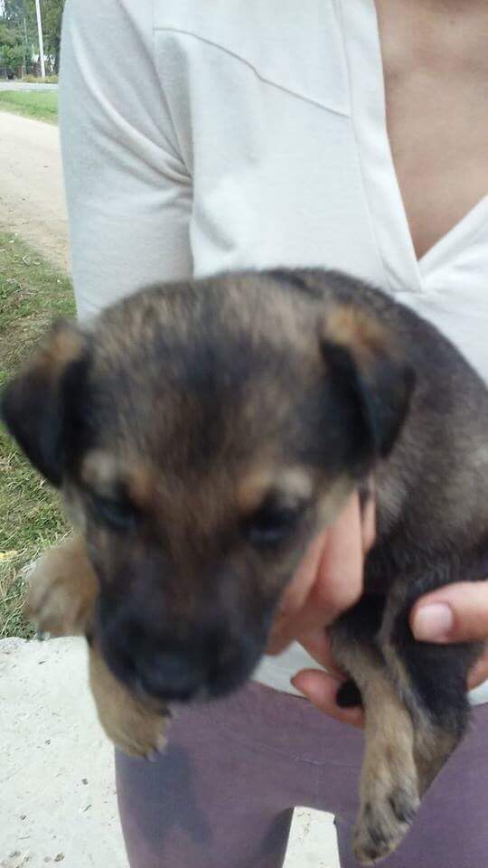 Abandonado en Neptunia. Tiene dos meses. Quien tenga interés que por favor le escriba a <a href="/Elizabe61569312/">Elizabeth Hernandez</a>