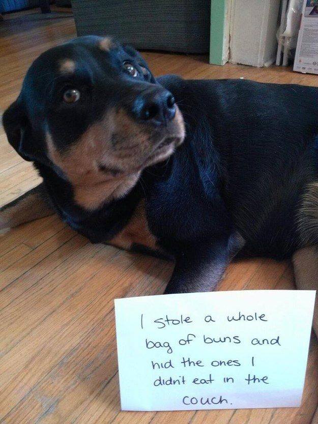 RottieFanClub's tweet photo. QUICK! What is your Rottweiler doing righhhhtttt NOW?

Like ✔ Comment ✔ Share ✔ https://t.co/KoWghFP8qM