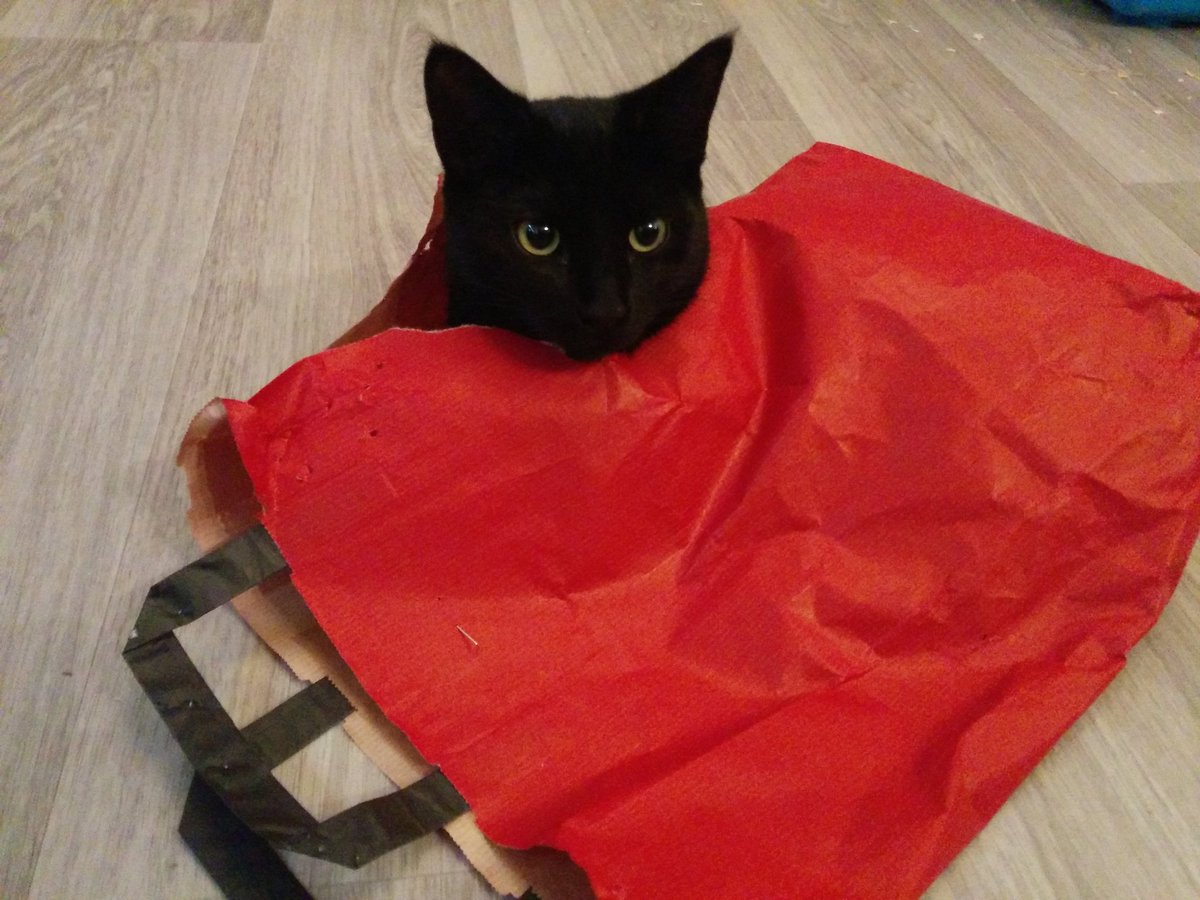 WyriHaximus's tweet photo. It seems that the #domcode15 goodiebag bag isn't cat proof https://t.co/r7G2VxbUxu