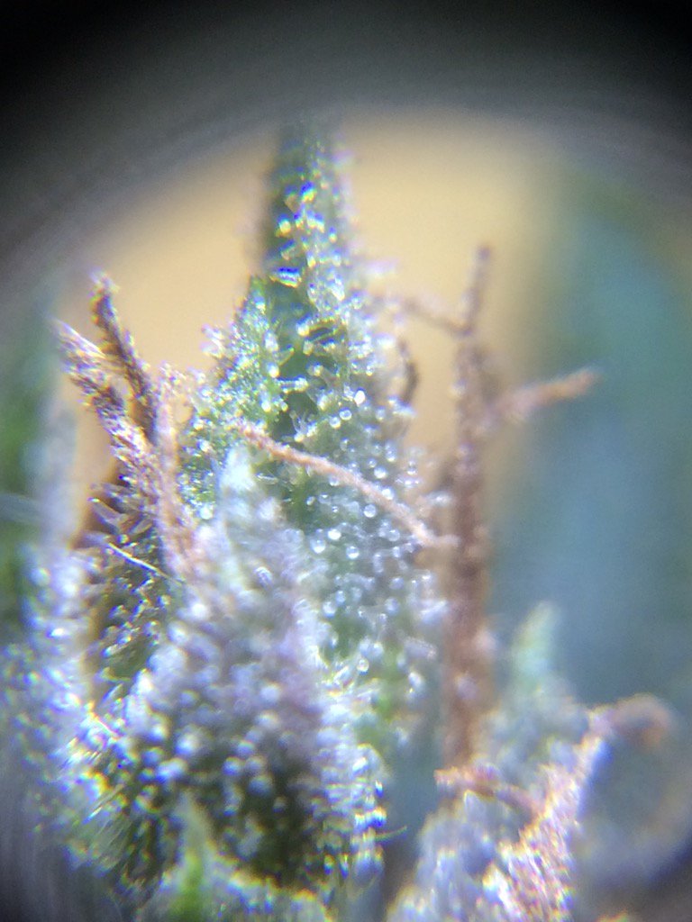 pacoloco1988's tweet photo. Up close and personal #420 #tricombs #cannabis https://t.co/b4kuXfyWXl