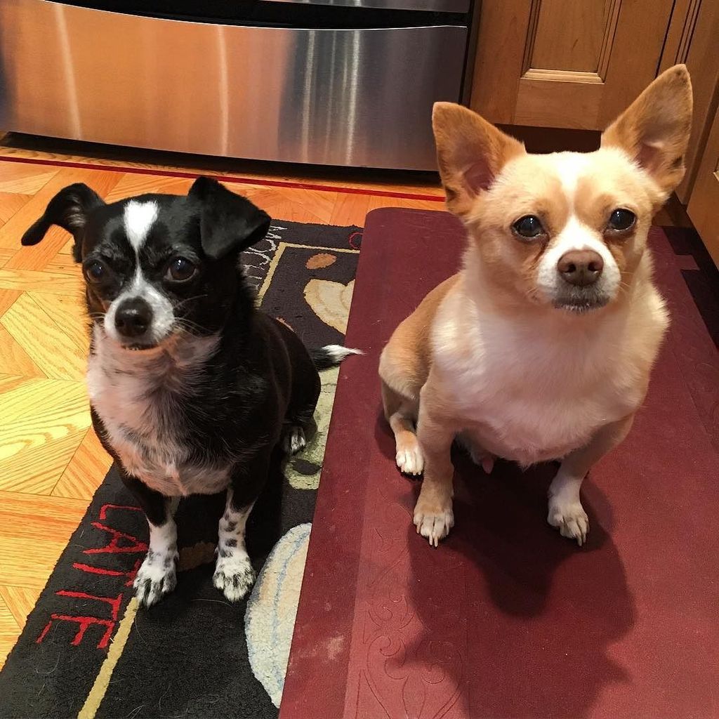 cheryl303's tweet photo. Take your time. We'll wait. #microdogs #dogs #dogsofinstagram #tw https://t.co/lmNVCkMFa6