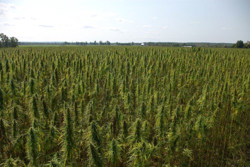 hippiebutter's tweet photo. Share this post if you believe America should grow Agricultural Hemp in all 50 States! https://t.co/Lw1zSa6RoE