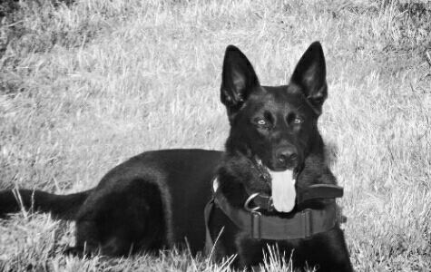 MiaBellaGS's tweet photo. “@NwpPawsonpatrol: All you need is love and a German Shepherd #PDFiona #PawsOnPatrol https://t.co/xY5tbW6V00” #TongueOutTuesday beauty!