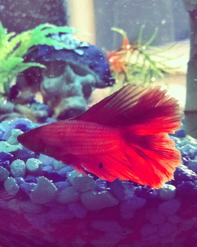 SyddyBee's tweet photo. Meet President Fishgerald Grant, the newest member of my family! #ScandalProblems @tonygoldwyn https://t.co/X5nhVjLKzS