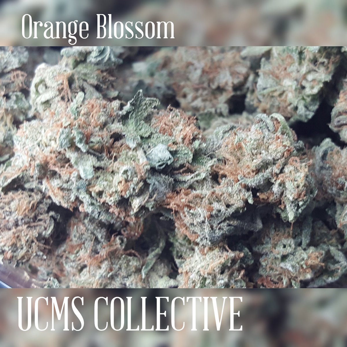 UCMSCOLLECTIVE's tweet photo. sunday funday!!!! https://t.co/nXNygFSOjp