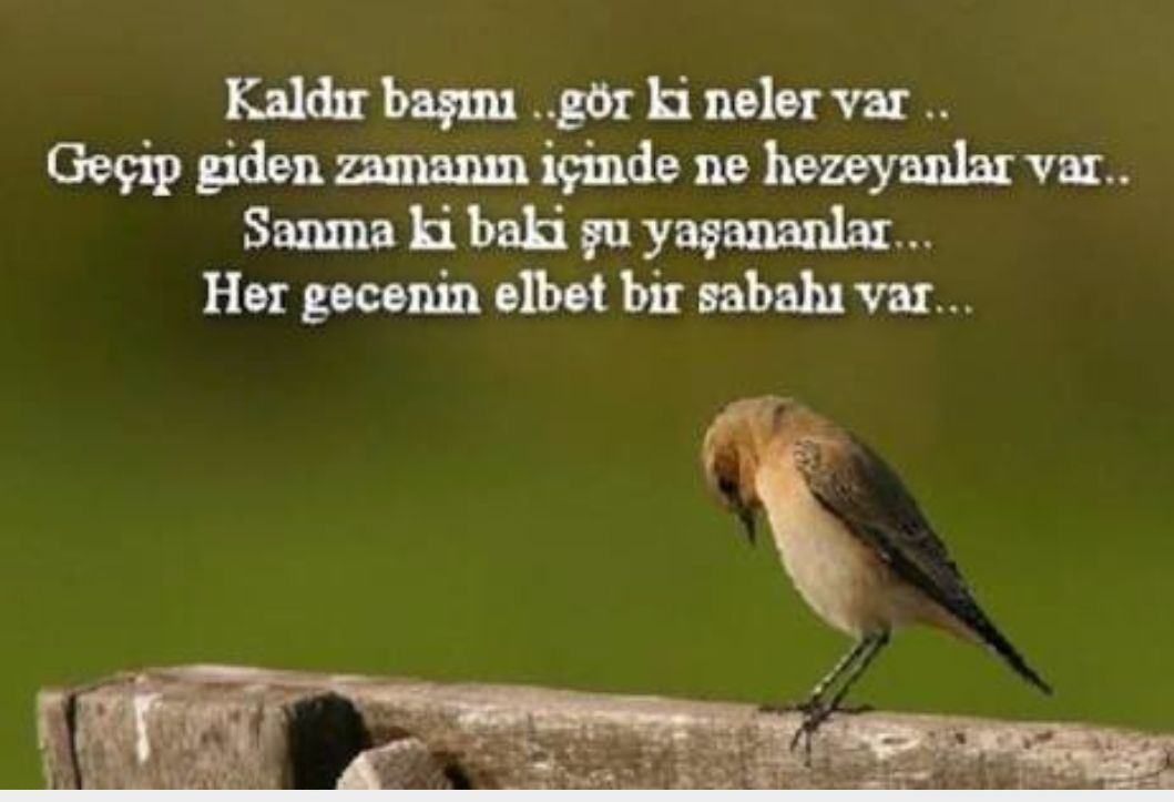 KuburTurcan's tweet photo. Kaldır başını

Gör,ki neler var
Sanmaki baki şu yaşananlar

Her gecenin elbet bir sabahı var
Herkese hayırlı geceler https://t.co/VYlqPv1r1d