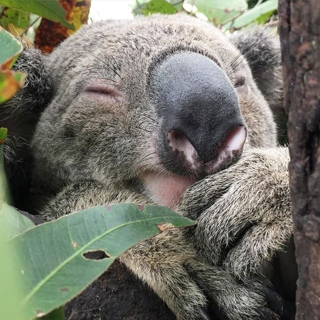 Australia's tweet photo. "Just five more minutes" - Monday mornings can be tough, even when you're a koala! (via IG/koalakrusader) https://t.co/ACyaLz3WAr