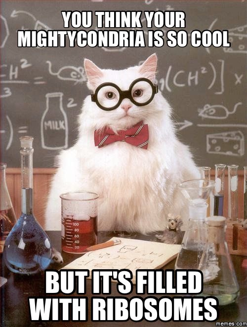 bestcelorganele's tweet photo. @themitepow @WHSBiologyLeDuc #leduc6 #organellewars https://t.co/3Qxwv6QmW4