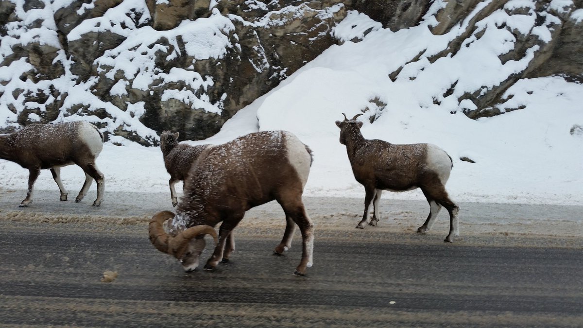 wandabaker_'s tweet photo. What's a road trip through the parks &amp; mountains without a little wildlife on the road? #RefusingToLeave https://t.co/LKjPeBWPIM