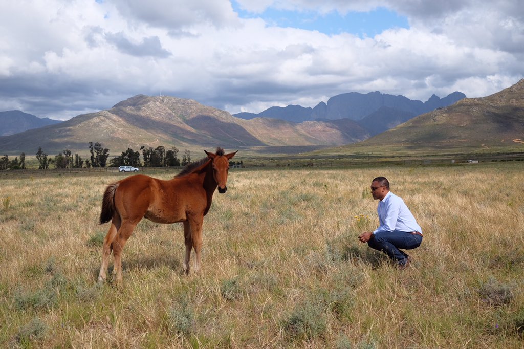 debutantedancer's tweet photo. Some days are diamonds...#foodforthesoul #fortheloveofhorses #hardtobeat @DrakensteinStud Pic credit @troysthoughts https://t.co/VDx604JkN5